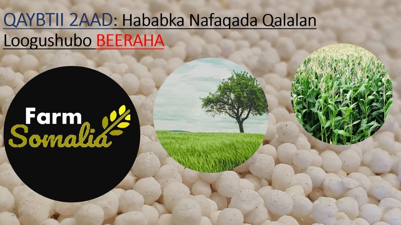 QAYBTII 2AAD: Hababka Nafaqada Qalalan Loogushubo BEERAHA