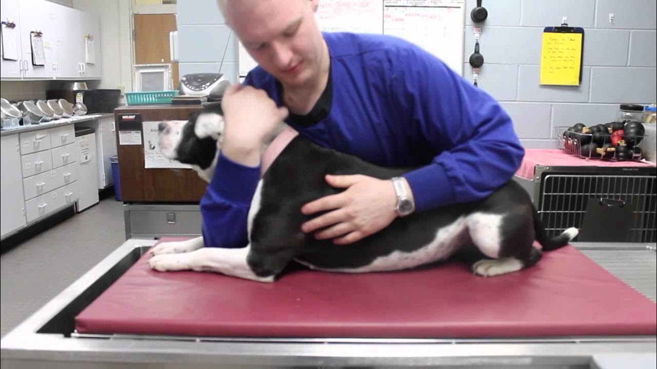 Dog Basic Restraints YouTube