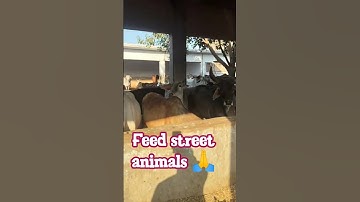 feed street animals।#shorts #radharani #ytshorts  #motivation #premanandjimaharaj #viralvideos