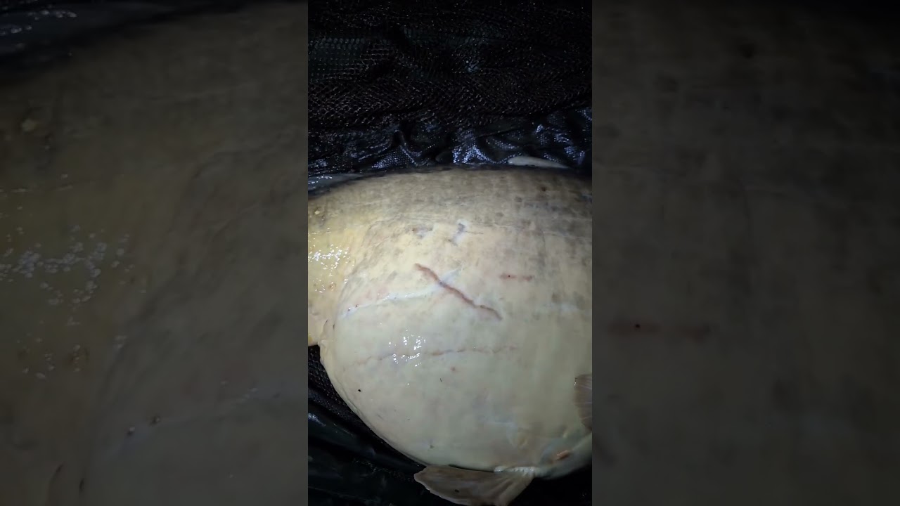 Ready to return — pure beauty in the hands