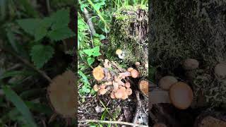 ЛЮДИ ДОБРЫЕ! СМОТРИ ДО КОНЦА! ГРИБНИК ОБАЛДЕЛ! #mushroom #грибочки #природа #грибы