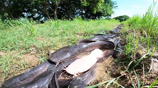 Mastering the Shallows: Hand Fishing Techniques for Abundant Catches in Little Water!