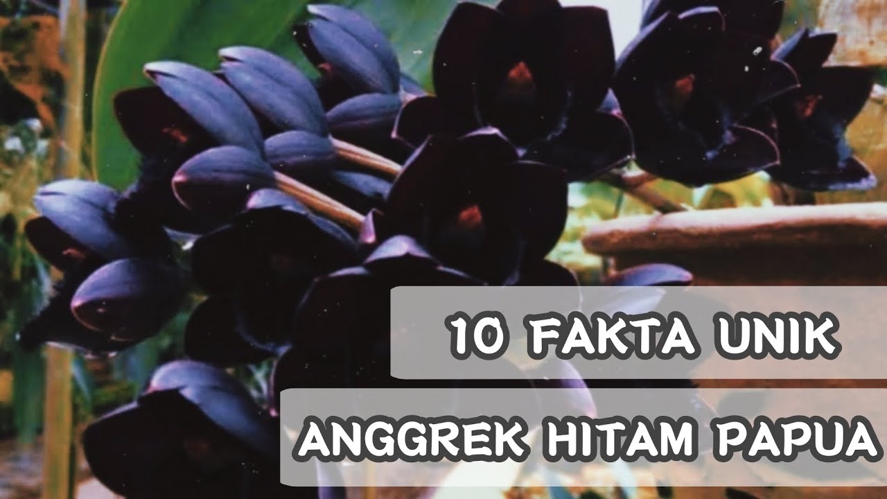 Tumbuhan Langka di Indonesia – Anggrek Hitam Papua / Bl… — Transcript