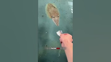 Nếu bạn gặp phải thứ này bơi về phía bạn khi đang câu cá, #khampha #thuvi #dongvat #mực #fyp