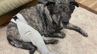 Maty gets a new knee, TPLO Surgery.