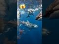 When a Great White Locks Onto Its Target 🦈 #WildlifeDocumentary #MarineLife #NatureShorts #OceanLife