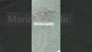 shortMarina agadir Maroc