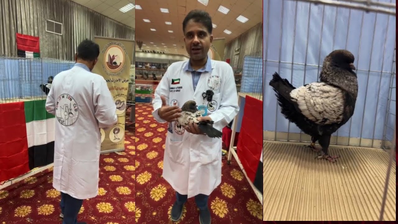 تحكيم المودينا مع الحكم الفودري في معرض الإمارات لحمام الزينة