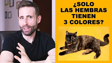 ¿Es cierto que los gatos de 3 colores son hembras?