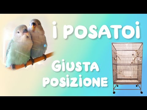 Video: Come Impostare La Gabbia Per Uccelli Perfetta