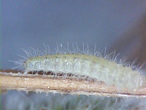 Βίντεο: Έλεγχος Oleander Caterpillar στους κήπους - Πώς να απαλλαγείτε από Oleander Caterpillars