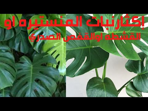 إكثار ورعايه نبات المنستيره / القفص الصدري/القشطه /Monstera deliciosa Liebm.