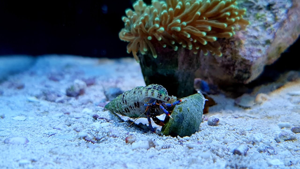 Nano Reef Vlog | Krab pustelnik zmienia muszlę | (30) - YouTube