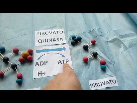 Video: ¿Es el fosfoenolpiruvato un ácido?
