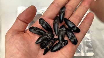 Thời Điểm Nào Thì Nên Tìm Mua Con Bổ Củi Rừng? Khi Ngâm Nên Ngâm Cùng Vị Gì Để Tốt Nhất?