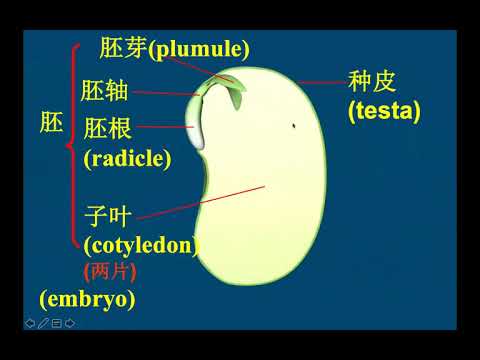 初二综合科学上册 第六章 植物的一生 part 1