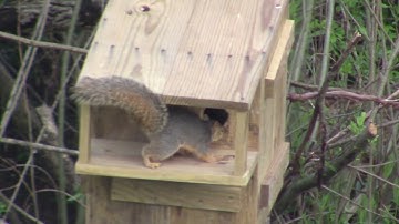 Squirrel Likes the Nesting Box