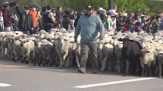 The Sheep Migration Across Highway 55 In Eagle Draws A Record Crowd