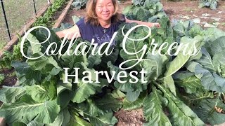 How to Grow Collard Greens  Huge Harvest
