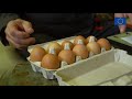 Brīvā dabā audzētu vistu olas no piemājas saimniecības MAZĶĪŠI