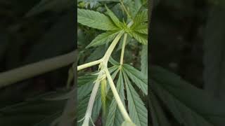 UK OUTDOOR GUERILLA GROW/ UPDATE GIRLS ARE HUGEE!!
