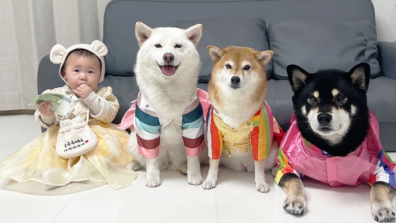 떡국 먹고 세배하는 강아지와 아기 ㅋㅋㅋ