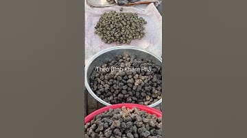 Đặc sản Miền Tây sông nước: ốc đắng, ốc gạo, vẹm sông. #thưgiãn #shortvideo