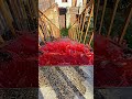Crushing and Breaking Glass Bottles Vs. Stairs (Crunchy ASMR) ⚠️🔥 #satisfying #shorts