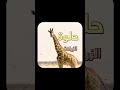 شو بها الزرافة مشاهدات Fypシ Fyp Foryou Foryoupage هشهش شو بها الزرافة مشاهدات Fypシ Fyp Foryou Foryoupage هشهش