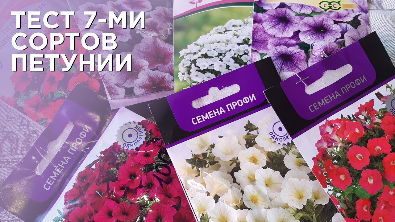 Посев и всходы 7 сортов петунии, что взошло? Тест сортов! - YouTube