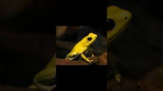 The King of Toxins: Phyllobates terribilis 🐸👑