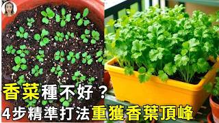 80%的人種不好香菜，採摘多做1步，不花1分錢，解決長不高、愛抽苔的世紀難題！|花花世界