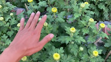 KỸ THUẬT TRỒNG HOA CÚC PHA LÊ