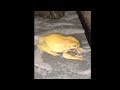 If You Still Haven't Heard How This Yellow Frog Screams, You're Missing Out