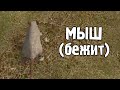 Ловлю мышей - STALKER ОП 2.2 #34