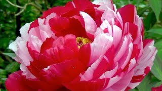 牡丹の寺　多聞院　〜2019年4月24日〜