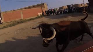 TORO - TORO ENMAROMADO