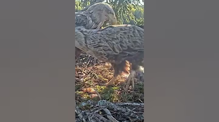 P#938- Review mother birds brings food to feed her babies in the nest, baby birds life #birdslover