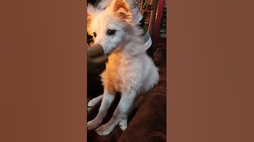 dog#shorts#funny#comedy#dogloves#dog#pavilion#video#shorts##❤️❤️❤️