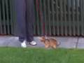 Chausie Cat on Leash 3 の動画、YouTube動画。