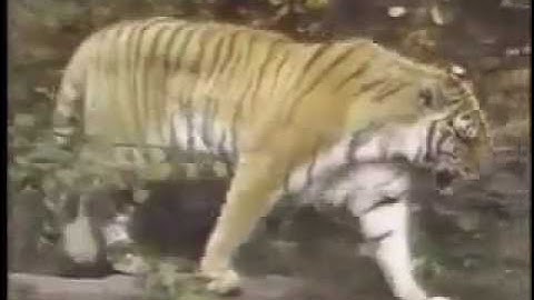 Tiger Moves Dynamic Tension Program