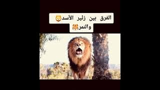 الفرق بين زئير الاسد والنمر. #ahmed.khiriy