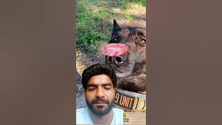 ✅k9 dog advance training❌❌ #malinois #germanshepherd #gsds #gsd #belgianmalinois #shortvideo #shorts