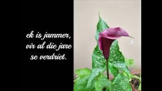 Jy sal nooit jou moeder mis, voordat sy sterf