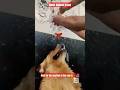 Water Balloon prank🎈💦 #dog #cuteanimal #funny #pets #love #cutedog #bollywood #waterballons #prank