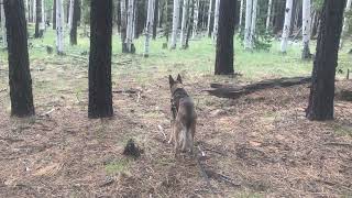 Seesmic and I Hike the Forest Finding A Place to Play the Flute