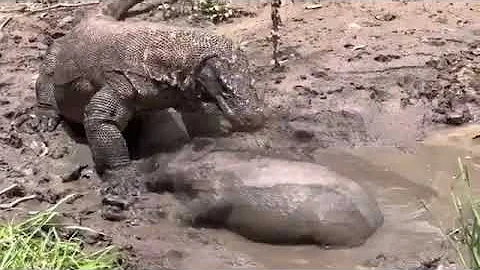 Terrible  Komodo Dragon Attacks Wild Boar Alive