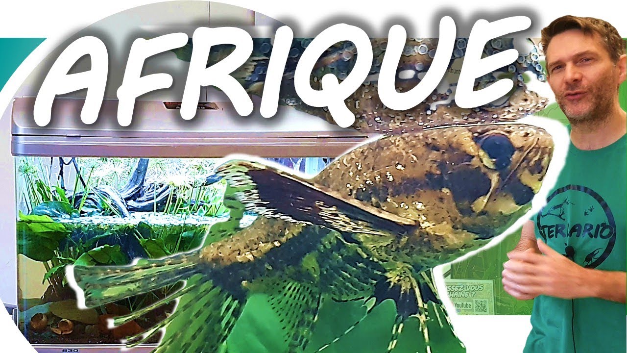 AQUARIUM BIOTOPE AFRICAIN pour un POISSON-PAPILLON D'EAU DOUCE