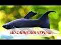 Моллинезия Чёрная. Содержание, размножение в аквариуме, совместимость и уход