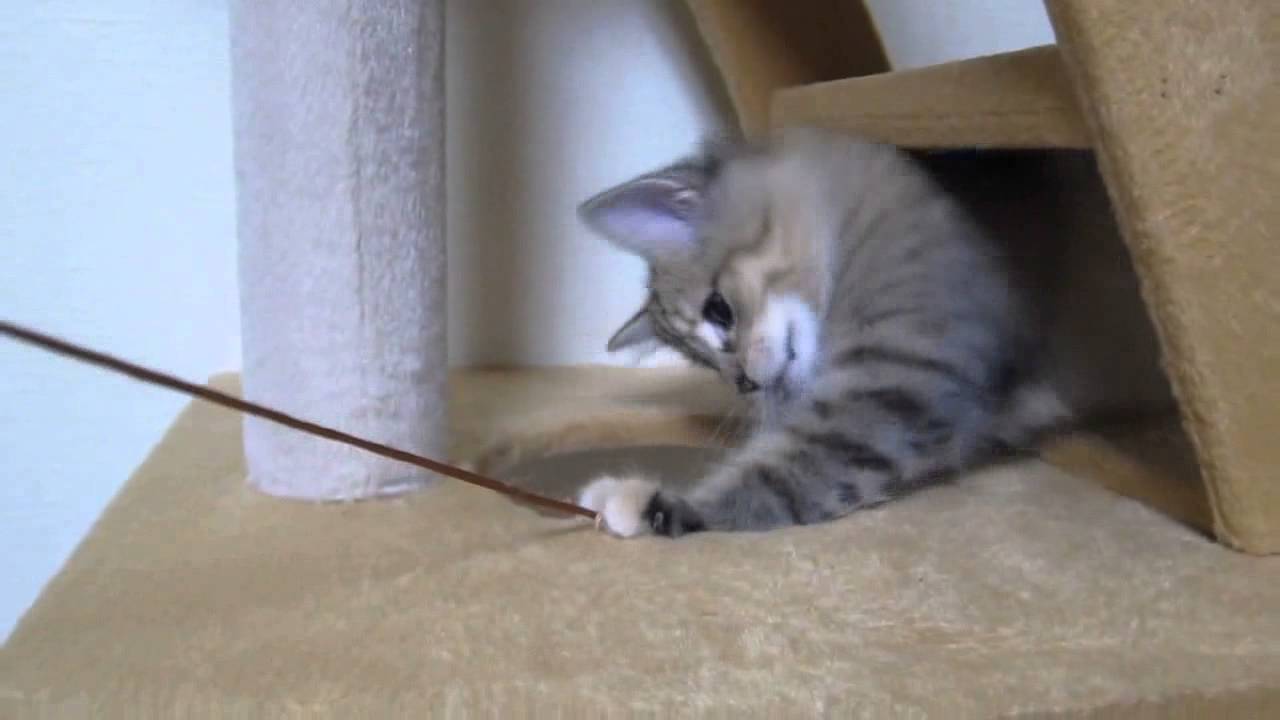 猫 パン ティング
